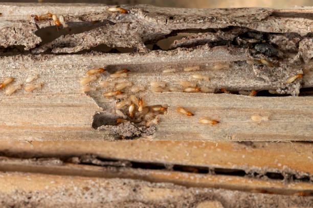 Best Insect Control  in Folsom, NJ