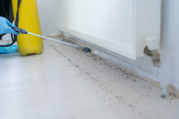Best Flea Control Services  in Folsom, NJ